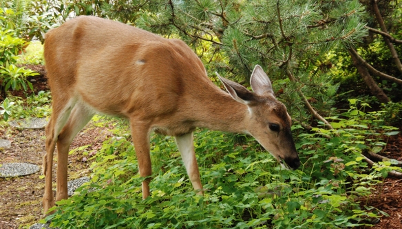 wildlife-garden-mistakes