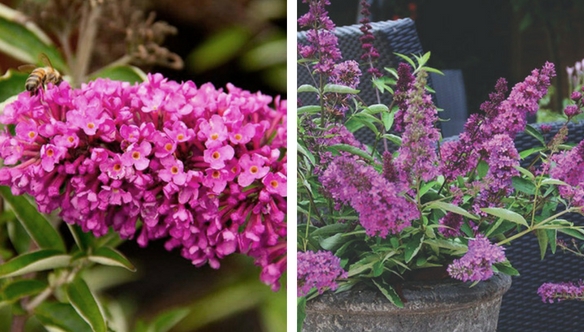 butterfly-pink-buddleia