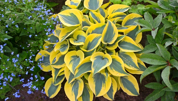 Autumn-Frost-Hosta