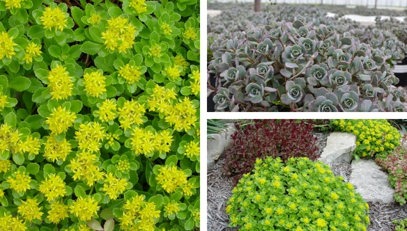 lemon-drop-sedum