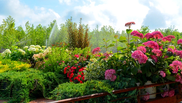 flowers-plants-variety