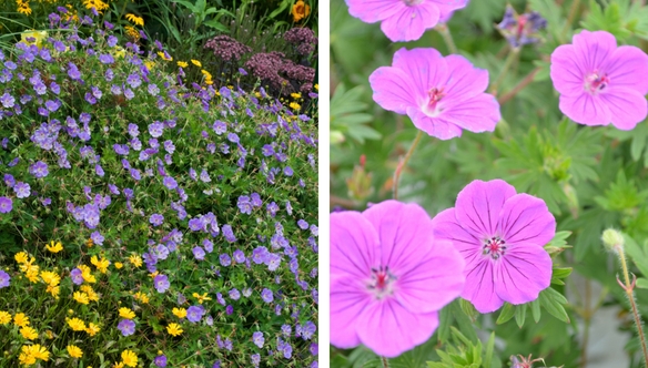 geranium-container-garden