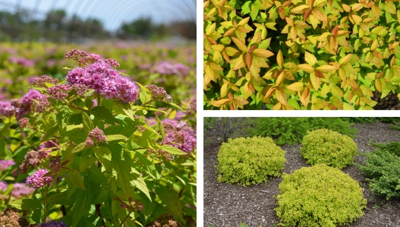 dakota-goldcharm-spirea