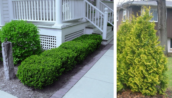 arborvitae-hemlock-tree