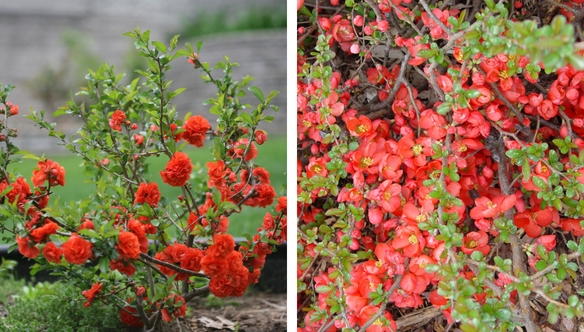 storm-texas-quince