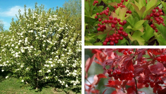 american-cranberrybush-viburnum