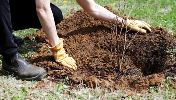 planting-bare-root