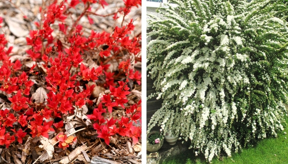 snowbound-candy-spirea