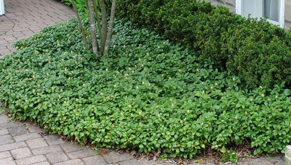 Green-Carpet-Spurge