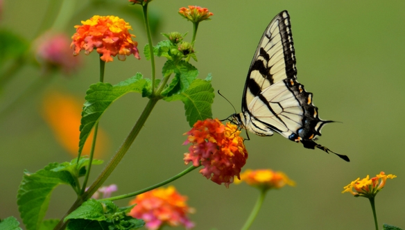 pesticides-garden-mistakes