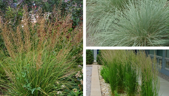 grasses-low-maintenance