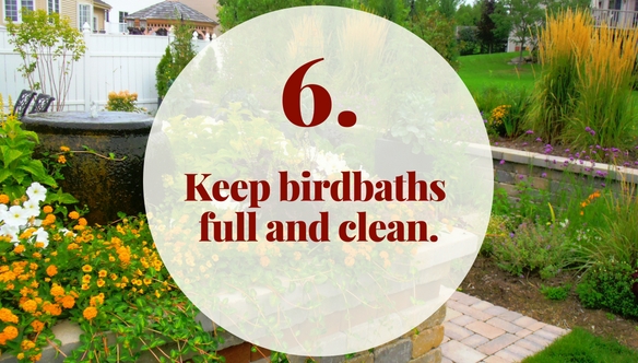 keep-birdbaths-clean