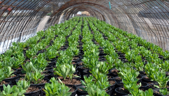 rows-plants-potted