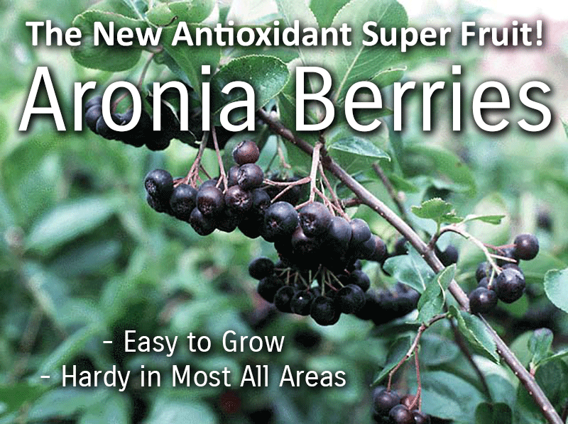 The New Antioxidant Super Fruit - Aronia Berries!