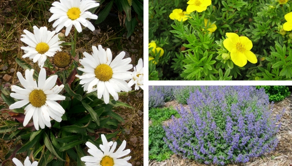 daisy-potentilla-catmint