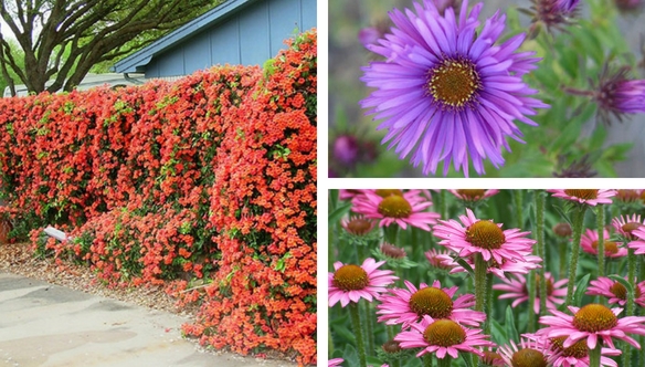 coneflower-aster-vine