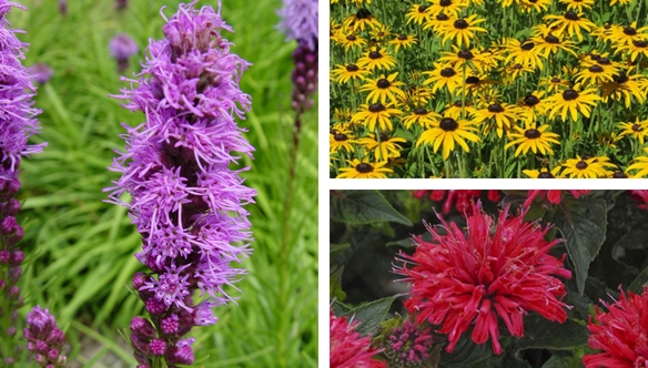 cerise-liatris-susan