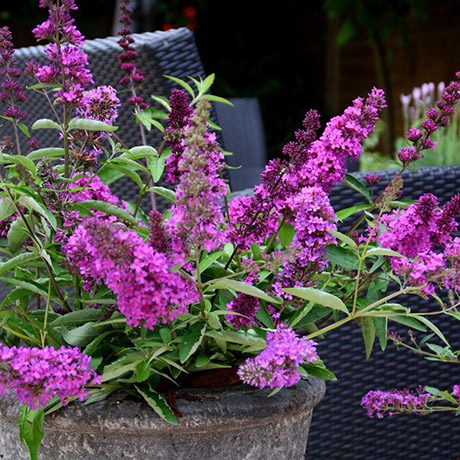 fragrant-flowers