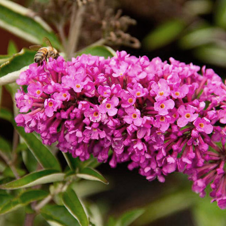 butterfly-bush-flower