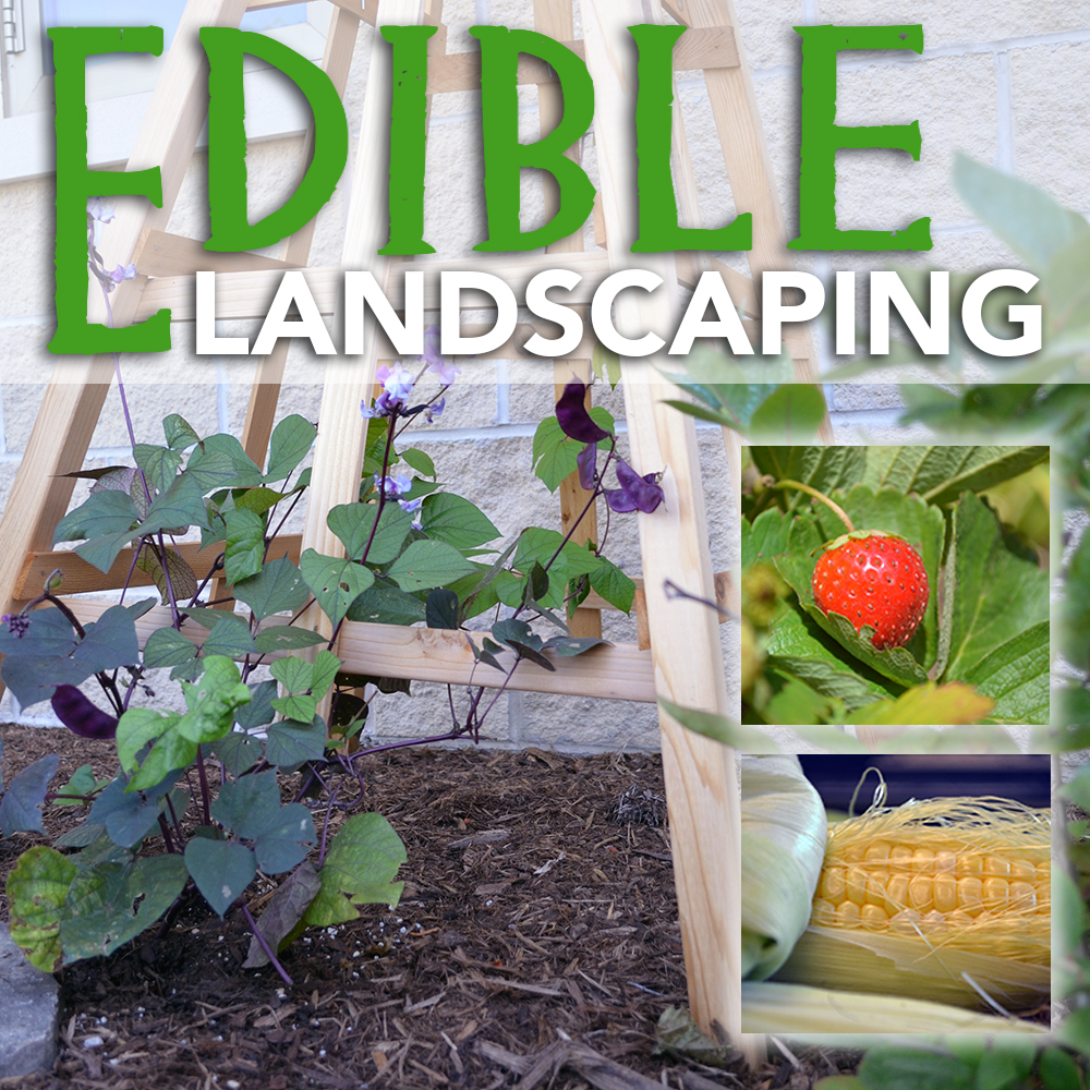 Edible Landscaping