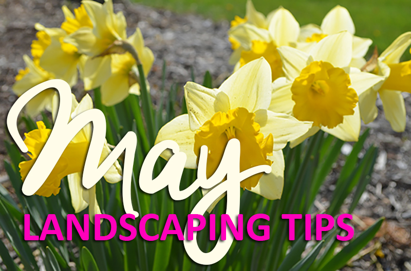 MAY Landscaping Tips - Daffodils