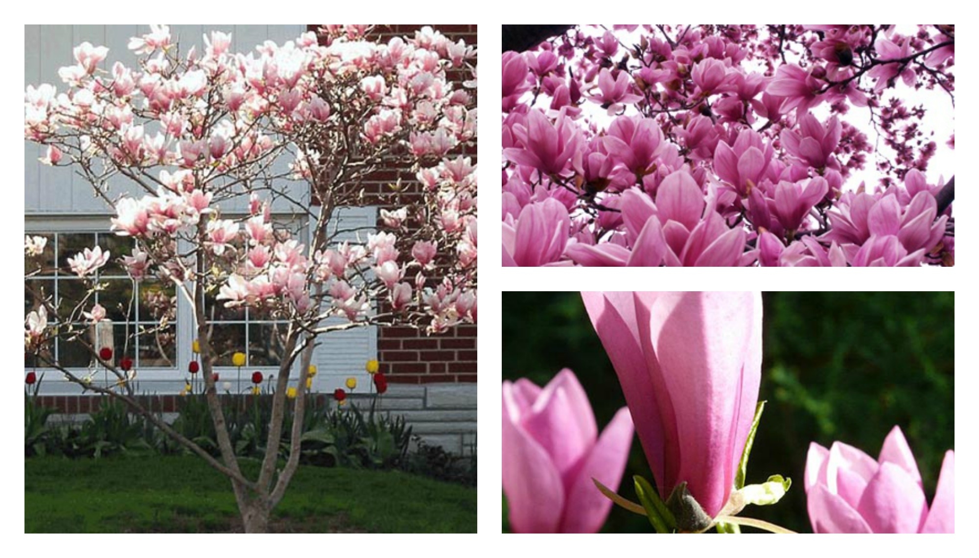 magnolia-flower-bloom