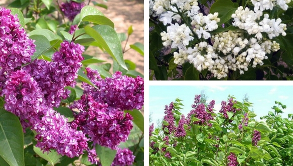 Lemoine-Joly-Lilac