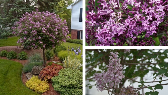 bloomerang-Palibiniana-Lilac