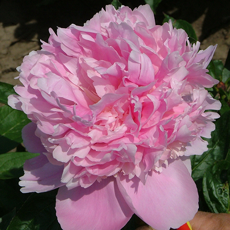 peony-flowers