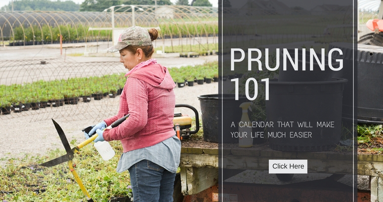 Pruning 101