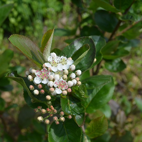 chokeberry-non-allergy-plants