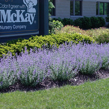 catmint-fragrant