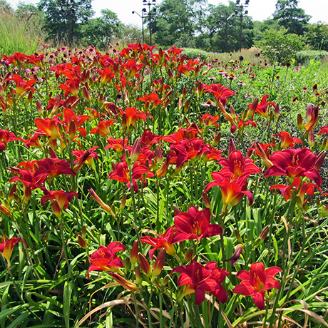 allergy-free-flowers