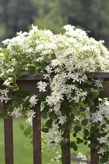 clematis-climbing-pergola