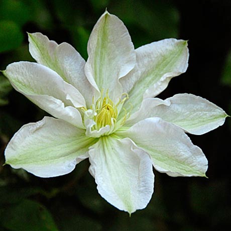 clematis-white-flower