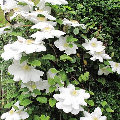 clematis-flowers