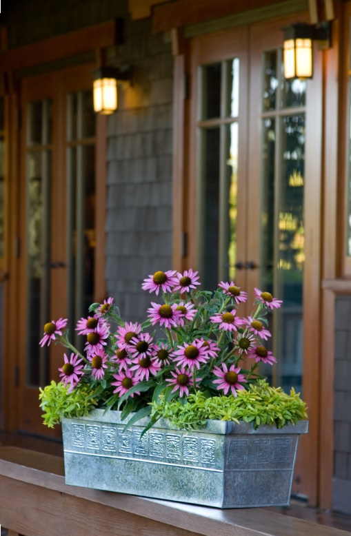 perennials-for-containers