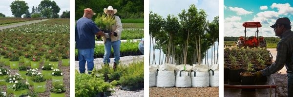 container-grow-bag-mail-order-plants