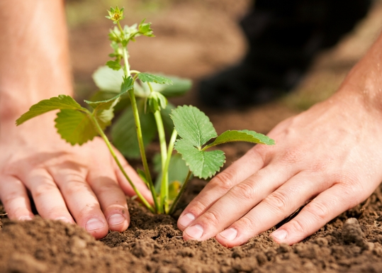 exercise-work-garden