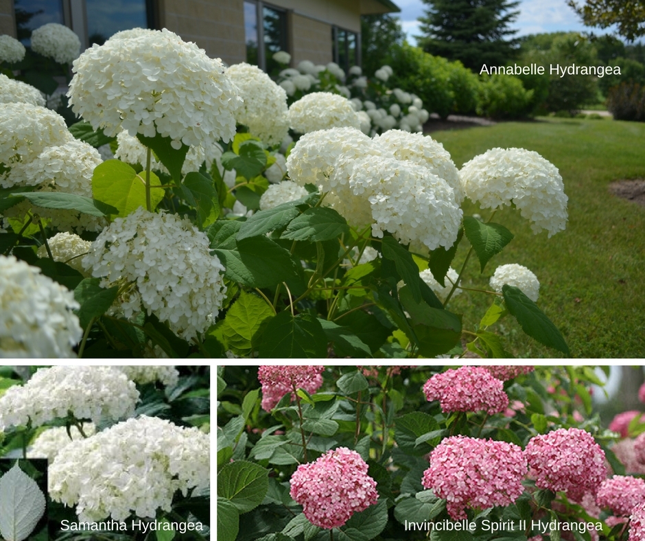 Hydrangea-arborescens