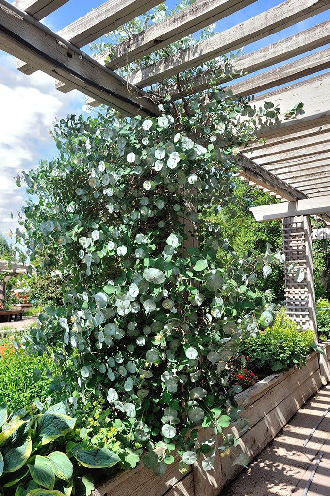 popular-pergola-vines