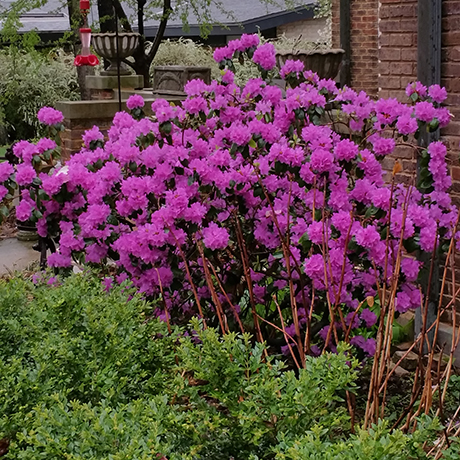 low-allergy-flowers