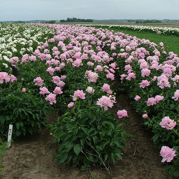 peony-perennial-flowers