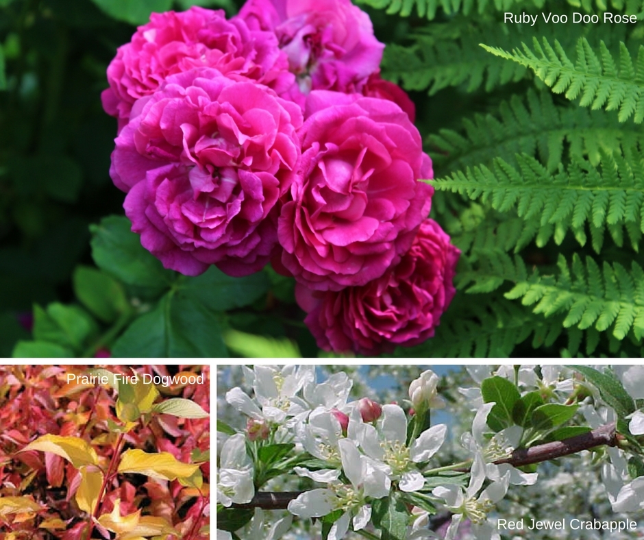 perennials-shrubs-trees