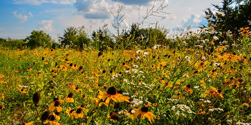 perennial-garden