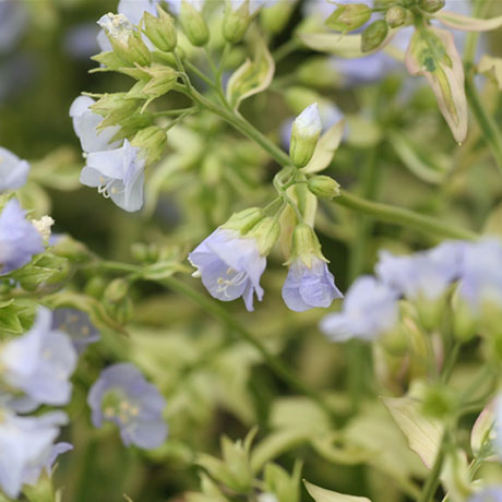 jacobs-ladder-perennial