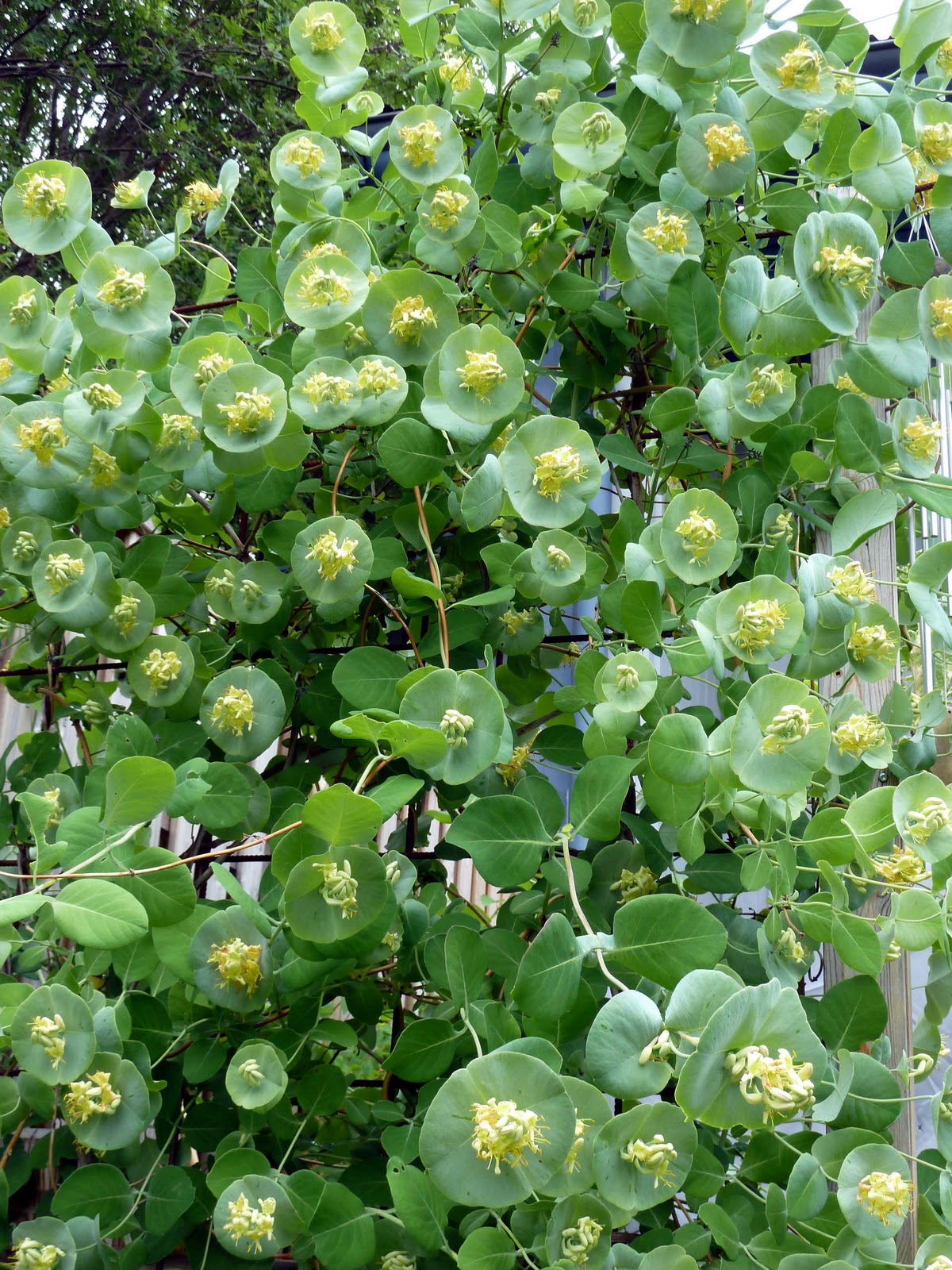 climbers-vines-honeysuckle