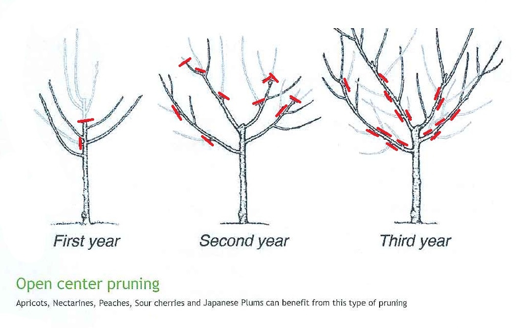 pruning-fruit-trees-2