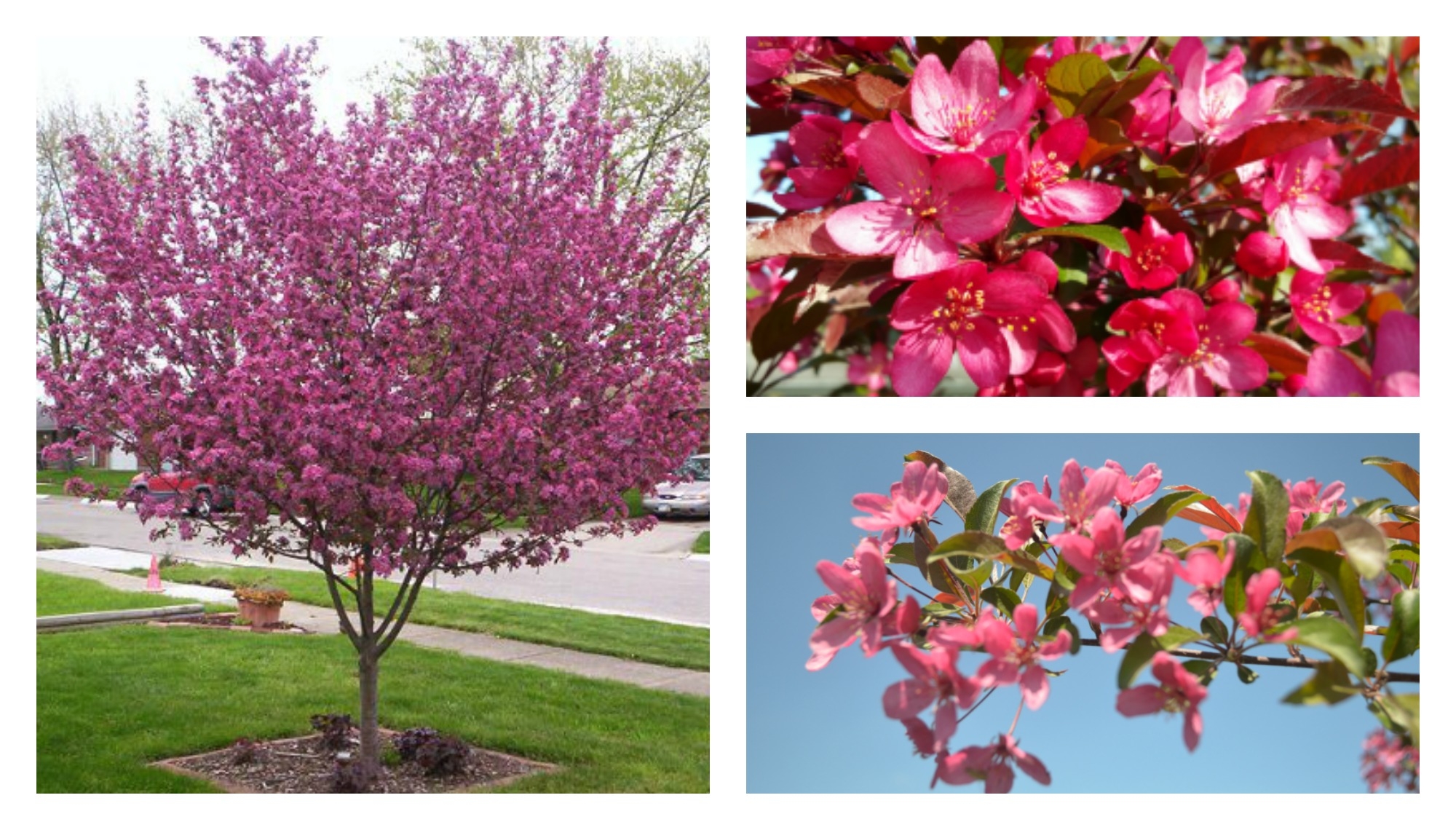 crabapple-flowering-tree