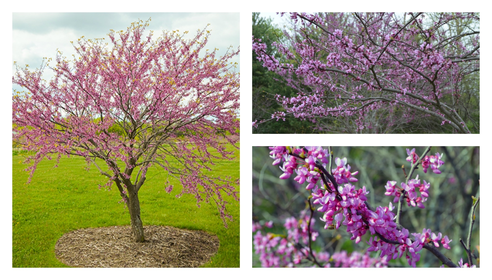 redbud-purple-tree